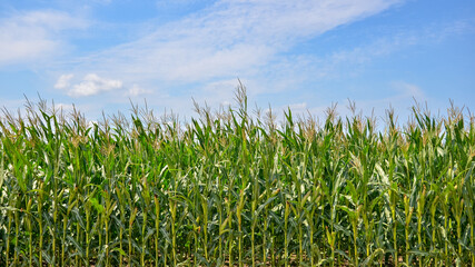 Agricultural corn field in autumn. Wide angle view. Blue sky with clouds. Copy space.