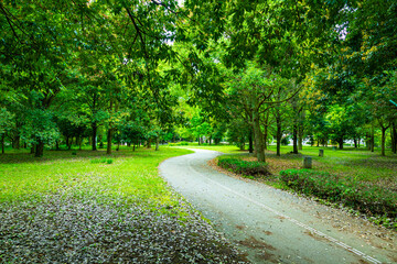 のどかな森林公園の小道