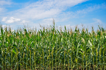 Agricultural corn field in autumn. Wide angle view. Blue sky with clouds. Copy space.