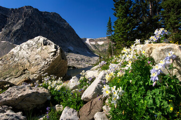 Columbines blooming on glacial moraine;  Snowy Range;  Wyoming