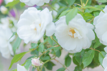 美しく咲くバラ科の花