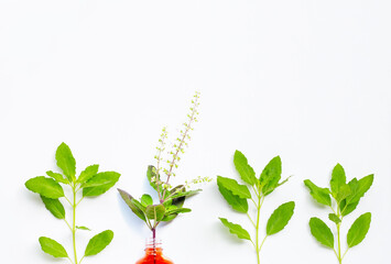 Fresh holy basil leaves and flower with essential oil bottle on white.