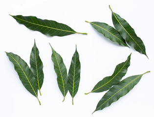 Top view of mango leaves on white