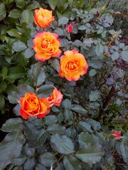 Orange Roses Blooming In The Garden