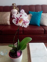 White And Purple Orchid 