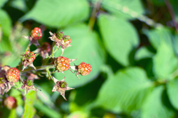 Wild young bramble, blackberry grow in Sokolniki park, Moscow
