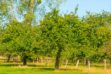 Apples growing in apple trees in an orchard in bright sunlight in autumn, Voeren, Limburg, Belgium, September 10, 2020