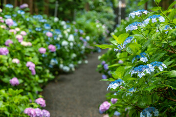 美しく咲くあじさい