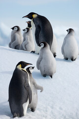 Emperor Penguins,  Antarctica