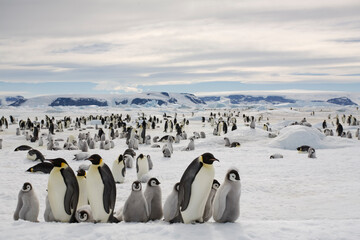 Emperor Penguin Colony,  Antarctica