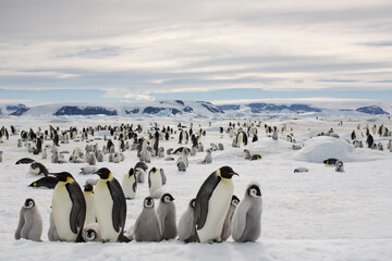 Obraz premium Emperor Penguin Colony, Antarctica