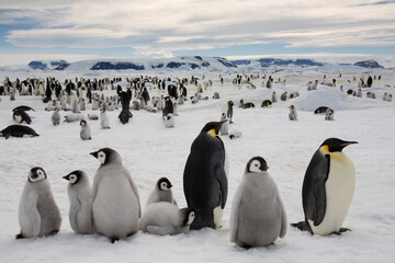 Emperor Penguin Colony,  Antarctica
