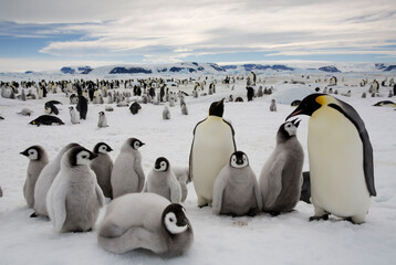 Obraz premium Emperor Penguin Colony, Antarctica