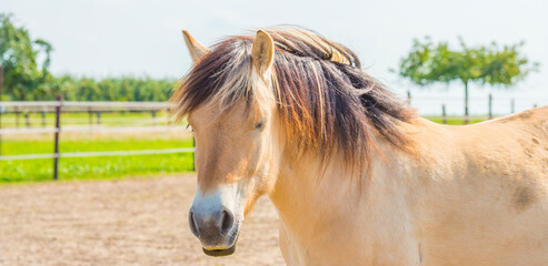 Horse in a meadow in bright sunlight under a blue sky in autumn, Voeren, Limburg, Belgium, September 13, 2020 © Naj