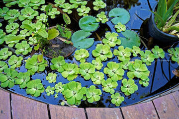 Water Cabbage or Water Lettuce (Pistia stratiotes)
