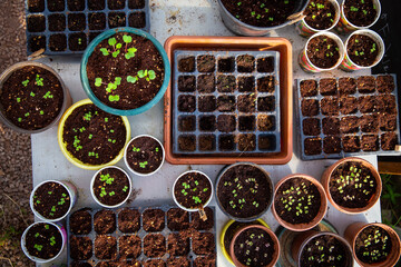 Newborn baby tomato seeding fresh germination background in pots