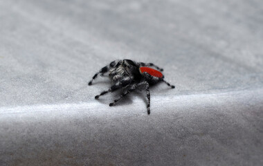 Close-up macro view of a male red-back jumping spider