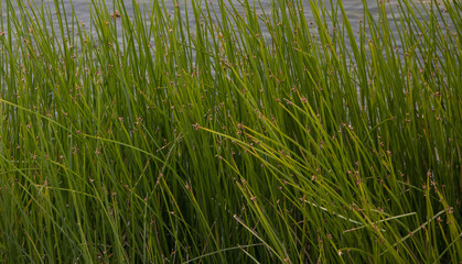 Long green grass with water in background