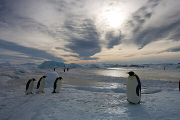 Emperor Penguins,  Antarctica
