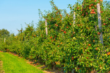 Fototapeta premium Apples growing in apple trees in an orchard in bright sunlight in autumn, Voeren, Limburg, Belgium, September 10, 2020