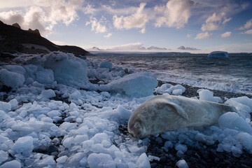 Wedell Seal, Antarctica