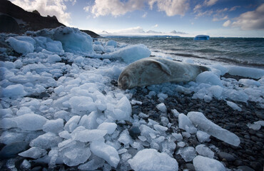 Wedell Seal, Antarctica