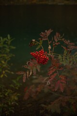 berries in the forest