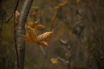 autumn leaves in the forest