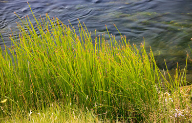 Yellow flower against long green grass background