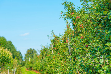 Apples growing in apple trees in an orchard in bright sunlight in autumn, Voeren, Limburg, Belgium, September 10, 2020