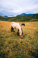 horse in the mountains