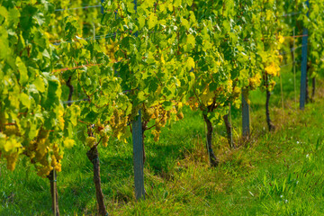 Vines with grapes growing in a vineyard in bright sunlight in autumn, Voeren, Limburg, Belgium, September 10, 2020