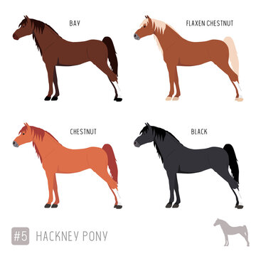 Horse Breeds: Set of Vector Hackney Ponies