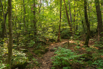 Beautiful green mountain forest on a sunny day in Eppan in the Italian South Tyrol