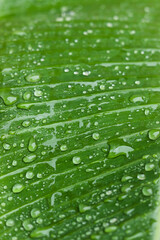 Gotas de agua nas folhas da bananeira