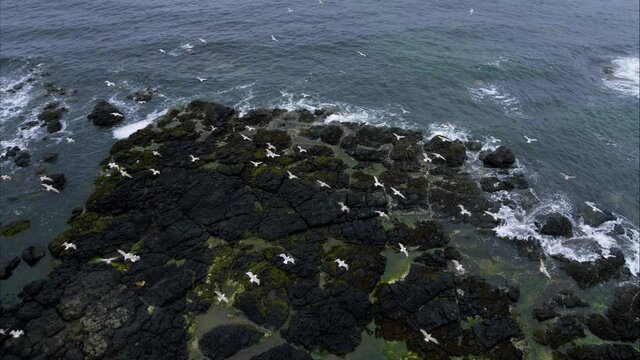 Pan right aerial, flock of birds take off rocky shore in Ireland