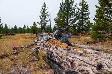 Dead tree on ground in Yellowstone National Park