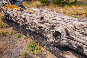 Fototapeta na wymiar Dead tree on ground in Yellowstone National Park