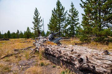 Dead tree on ground in Yellowstone National Park