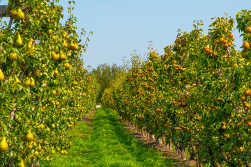 Fototapeta na wymiar Pears growing in pear trees in an orchard in bright sunlight in autumn, Voeren, Limburg, Belgium, September 11, 2020