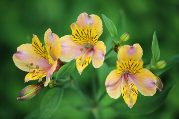 Alstroemeria  - in the garden
