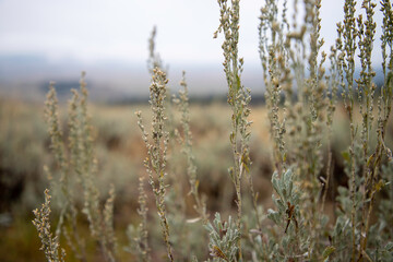 Fototapeta premium Sage brush on a foggy morning