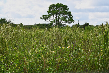 Wildflowers in Pine Scrub Habitat near Mosquito Lake in Florida
