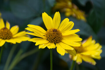 Yellow Flowers Blooming in a Garden