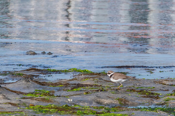 bird charadrius hiaticula kentish plover