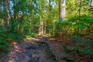 Beauty in nature as trees rise in the shadow of a forest in bright sunlight in autumn, Voeren, Limburg, Belgium, September 11, 2020