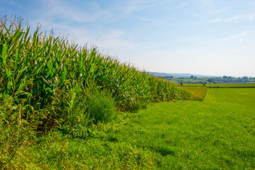 Obraz premium Corn growing in a green hilly grassy landscape under a blue sky in sunlight at fall, Voeren, Limburg, Belgium, September 11, 2020