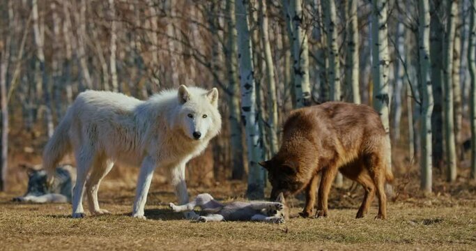 Playful wolf pup in Banff National Park, close up