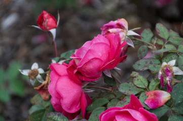 Pink Rose Blooming in a Garden