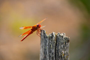Brown dragonfly close-up